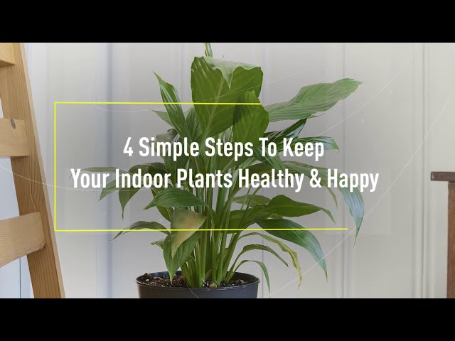 Indoor Plants Care Tips - 4 Simple Steps | ZAD Interiors